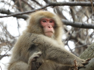 野生のニホンザル