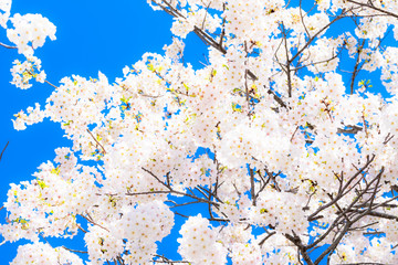桜　さくら