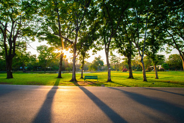 Green tree in city park with meadow grass sundet sky