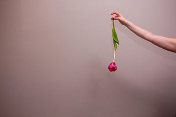 Fototapeta premium Woman's hand holding a pink tulip flower