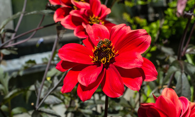 Rote Dahlien
