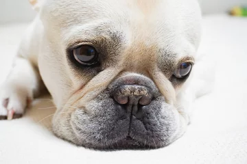Papier Peint photo autocollant Bulldog français ソファーに寝ているフレンチブルドッグ