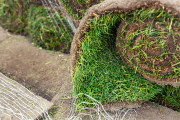 Close-up details stacks of green fresh rolled lawn grass on wooden pallet for installation at city park or backyard on bright sunny day. Green tree forest on background. Gardening landcaping service