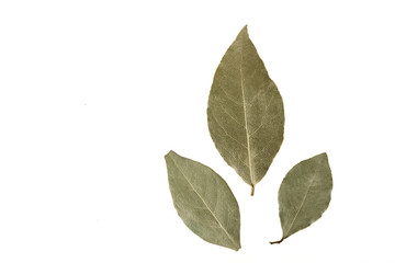 Three bay leaves on a white background