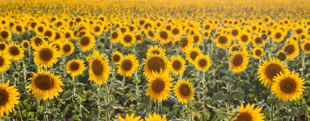 Sunflowers field in bloom in Spain
