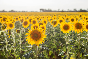 Sunflowers farm in Castilla-La Mancha, Spain