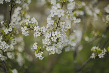 spring macro natural photo: flowers of cherry and apple tree on a green background, place for text 
