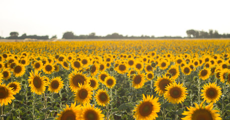 Obraz premium Sunflowers field blooming in Spain