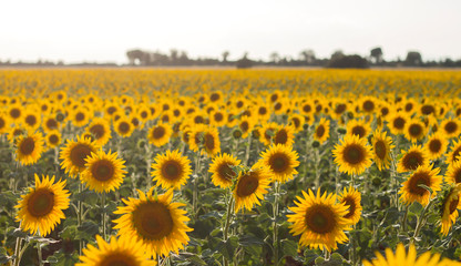 Fototapeta premium Sunflowers field landscape in bloom