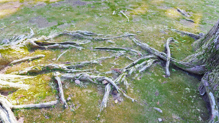 森林で撮影したテクスチャ