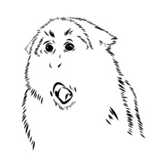sketch of surprised monkey, wild animal sketch 
