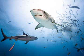 Tiger shark and caribbean reef shark.