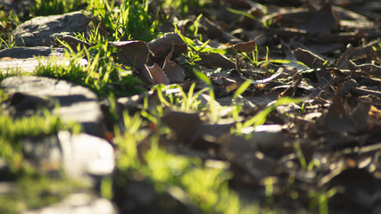 Césped al borde de un camino de piedra