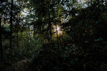 Sunrise beam in the forest
