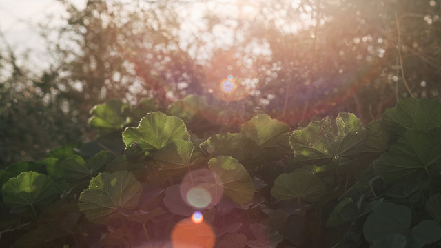 Plantas Con Destello De Sol