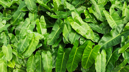 background of green leaves,wallpaper leaf
