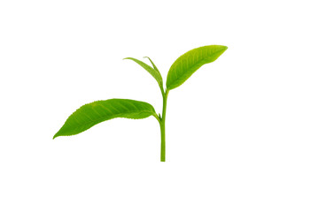 green tea leaf isolated on white background