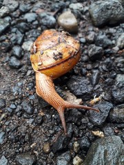Brown snails are creeping on the wet rocks.