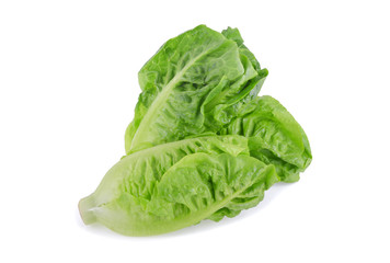 fresh baby cos,lettuce isolated on white backgroun.
