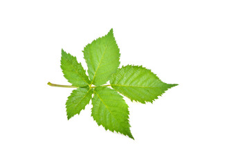 Raspberry leaves on white background