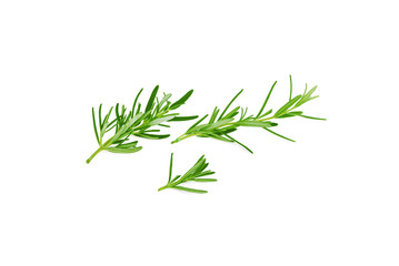 Rosemary twig and leaves isolated on white background