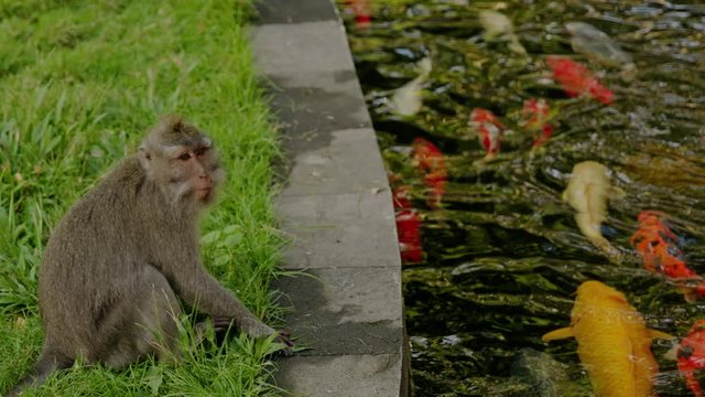 Monkey plays with fishes in a pond, Bali