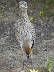 Spotted thick knee 