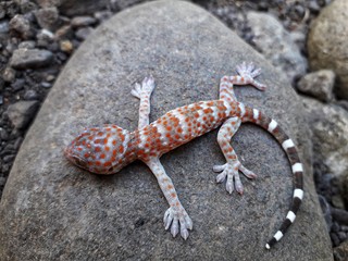 Gecko is creeping on a rock.