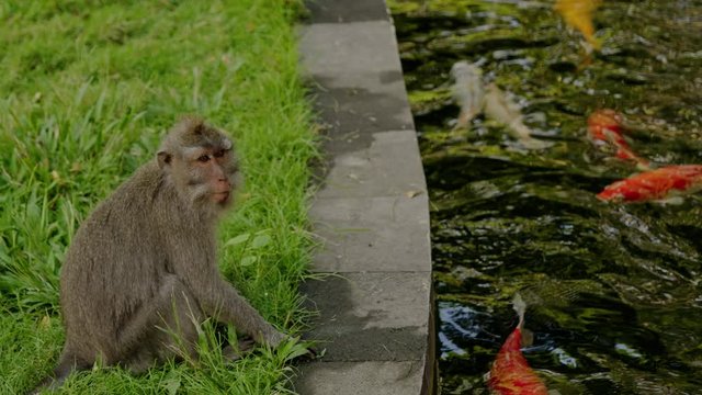 Monkey plays with fishes in a pond, Bali
