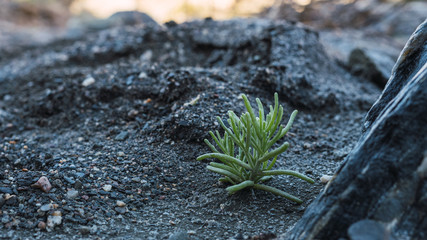 Pequeña alga terrestre sobre arena del desierto de Tabernas en la provincia de Almeria