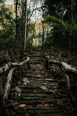 A wooden bridge in the forest