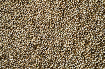 background of hemp seeds. space for text