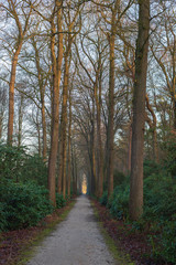 Walking path between trees and rhododendrons in the winter.