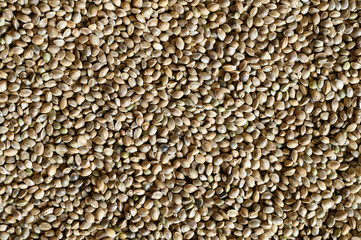 background of hemp seeds. space for text