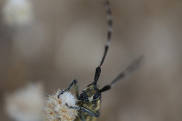 Agapanthia cynarae - Longhorn Beetle