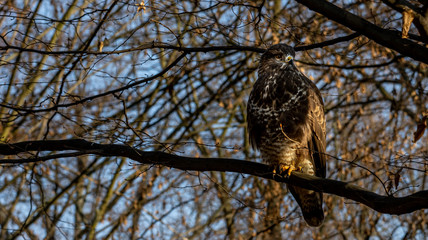 Mäusebussard