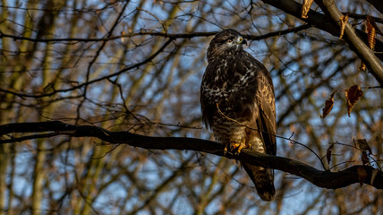 Mäusebussard