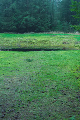 Puddle in misty forest meadow.