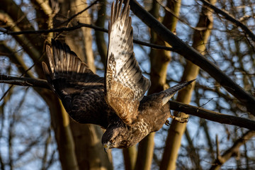 Mäusebussard