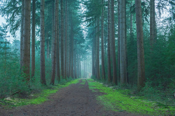 Obraz premium Dirt road in misty fir forest.