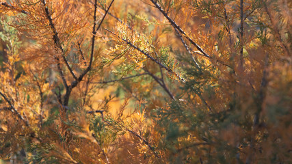 Arbustos en el desierto de Tabernas de la provincia de Almeria