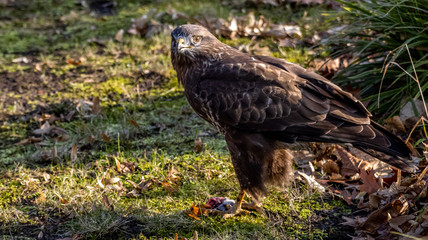 Mäusebussard