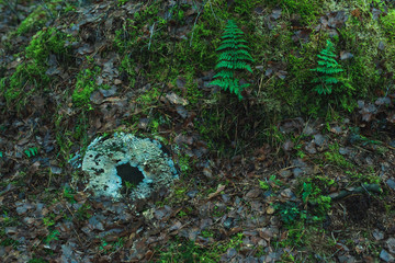 Dead trunk with lichen overgrown by moss and ferns.