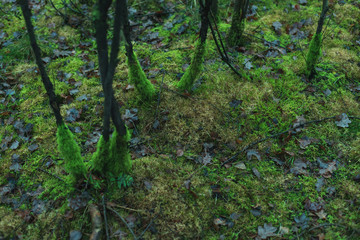 Trunks of young trees with moss in mossy forest ground.