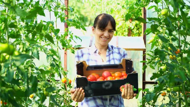 Portrait of a woman farmer in greenhouse with a box of tomatoes. Fresh vegetables concept, Eco food product plantation warmhouse