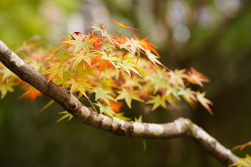 紅葉