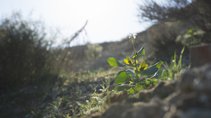 Pequeña planta autóctona en el desierto de Tabernas de la provincia de Almeria