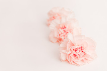 pink large peony, rose or cloves buds on a white background as a blank for advertising text