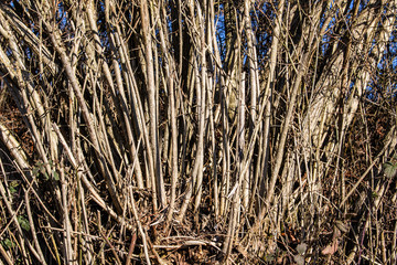 Dry straight vertical branches of a bush for use as natural background or wallpaper