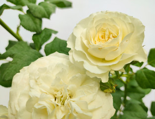 White roses on a white background.